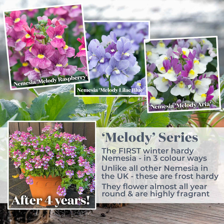 Nemesia 'Melody Lilac Blue'