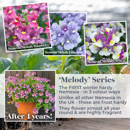 Nemesia 'Melody Aria'