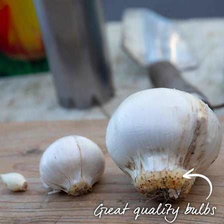 Marshalls 'Ultimate Allium' Bulb Collection