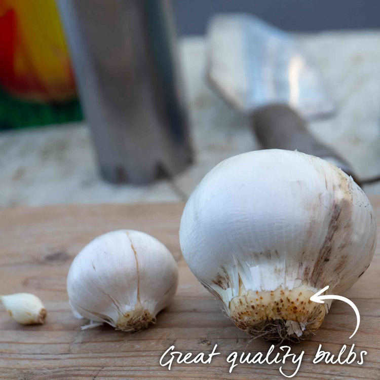 Marshalls 'Ultimate Allium' Bulb Collection