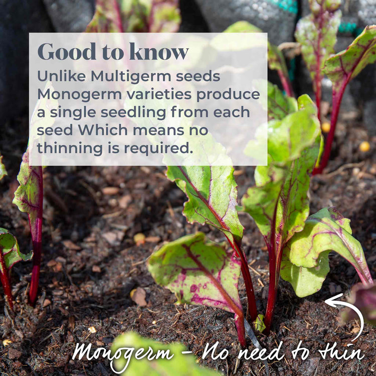 Beetroot Seeds 'Monika'