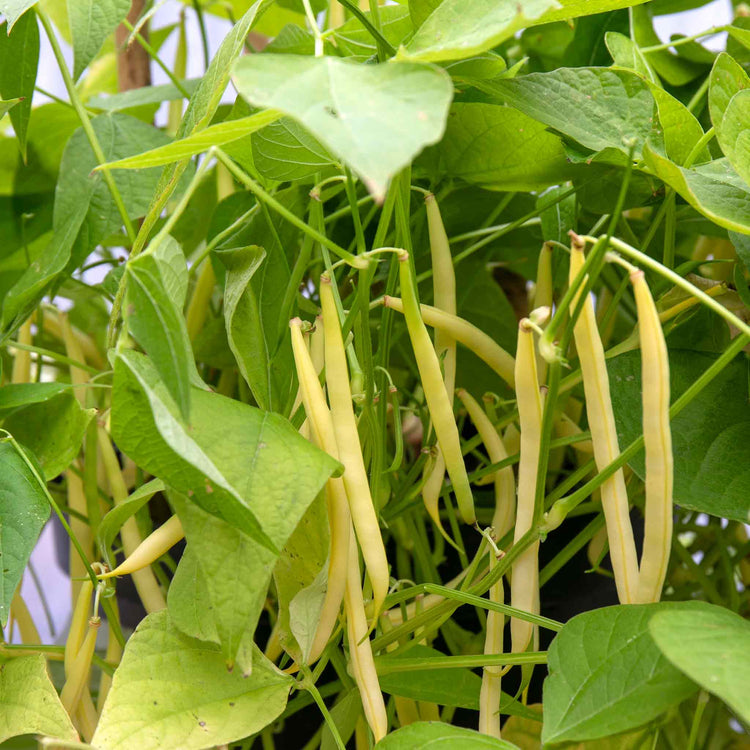 French Bean Climbing Seeds 'Cobra' and 'Monte Gusto' Duo Pack
