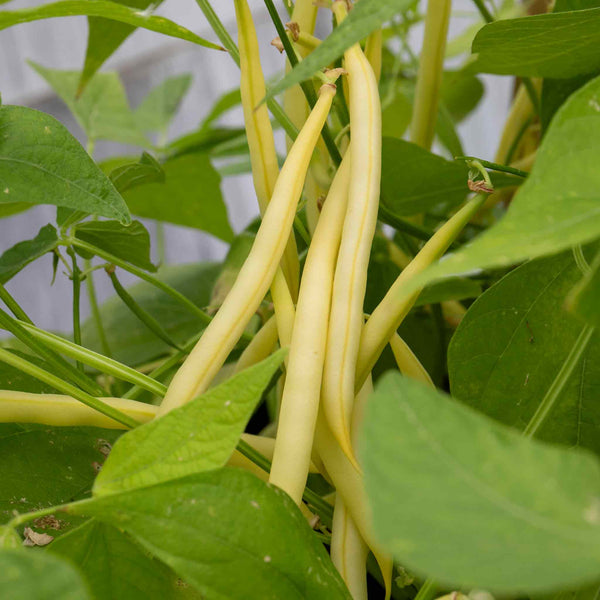 French Bean Climbing Seeds 'Monte Gusto'