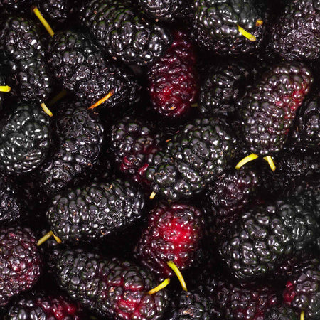 Mulberry Bush 'King James' 3L (syn Morus nigra ‘Chelsea’)