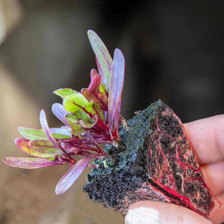 Beetroot Plant 'Boltardy'