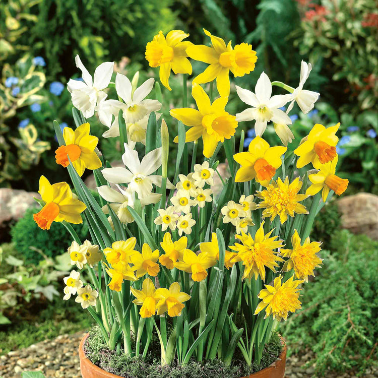 Dwarf Daffodil Bulbs Species Mixed