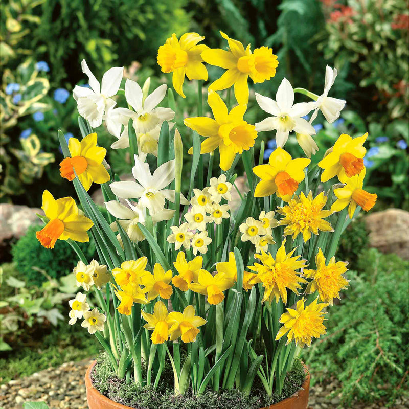 Dwarf Daffodil Bulbs Species Mixed