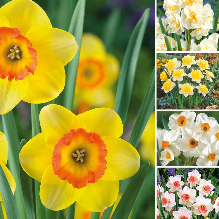 Marshalls Choice Narcissi Collection - 50 Bulbs