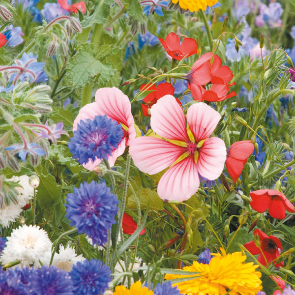 Summer Annuals Seeds 'Medieval Carpet Mix'