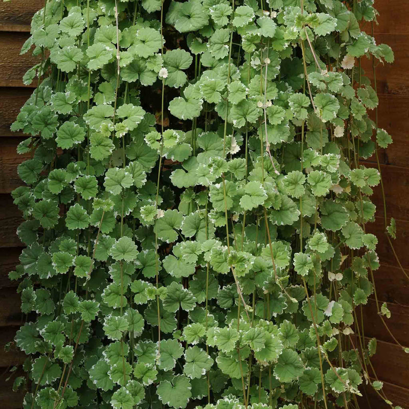 Nepeta Plant 'Variegated'