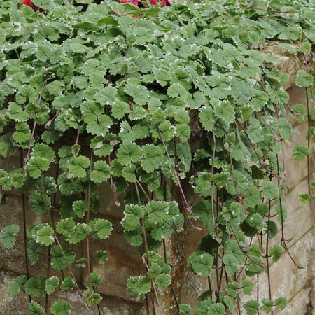 Nepeta Plant 'Variegated'
