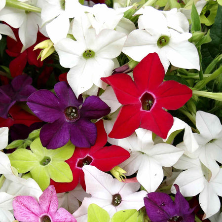 Nicotiana Plant 'Perfume F1 Mixed'
