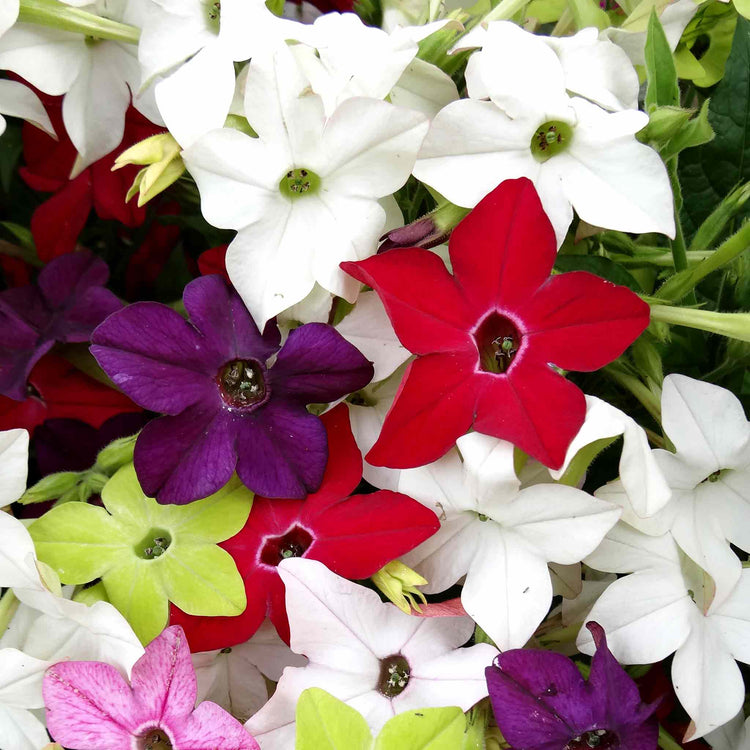 Nicotiana Plant 'Perfume F1 Mixed'