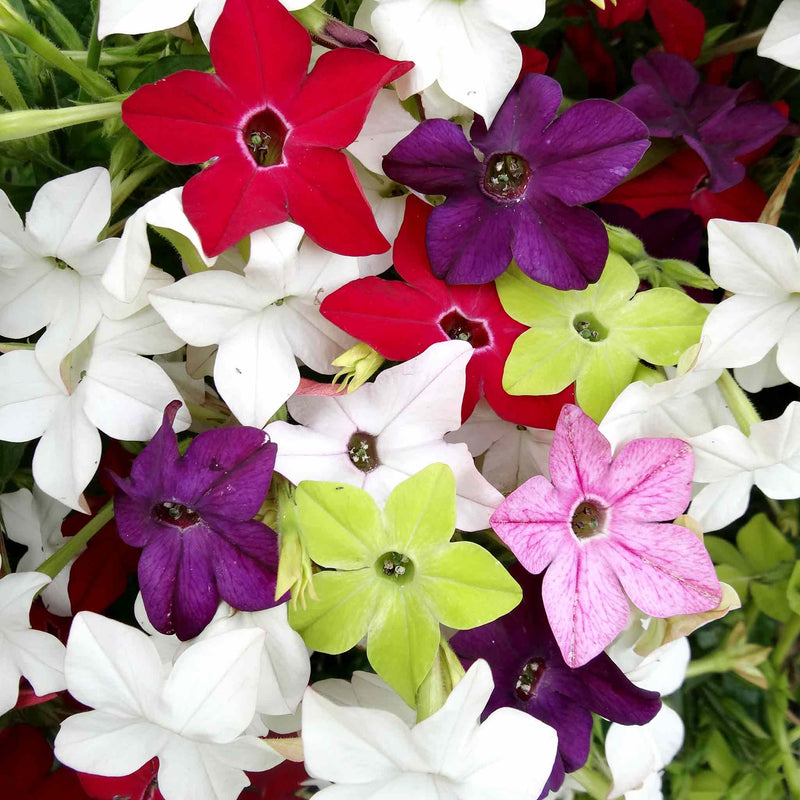 Nicotiana Plant 'Perfume F1 Mixed'