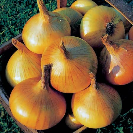 Autumn Planting Onions Duo Pack