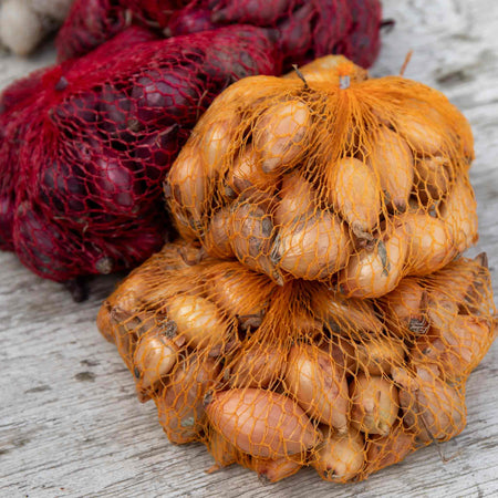 Onion Sets Bolt Resistant Collection