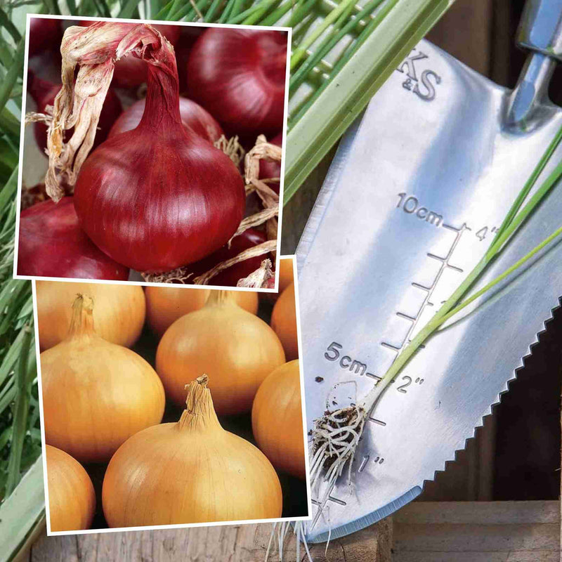 Onion Plants 'Ailsa Craig' & 'Sturon'