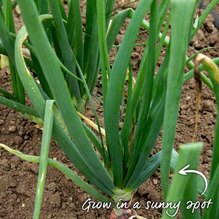 Pre-Rooted Onion 'Karmen'