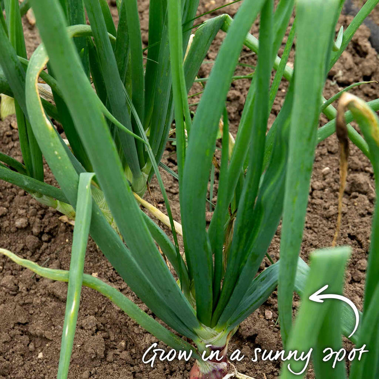 Pre-Rooted Onion 'Karmen'