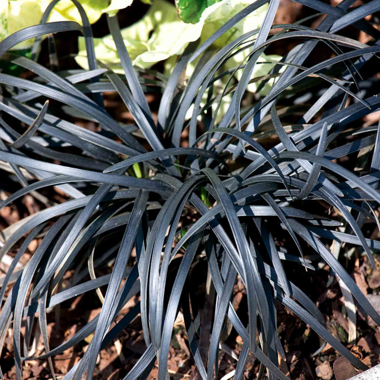Ophiopogon Plant 'Planiscapus Nigrescens'