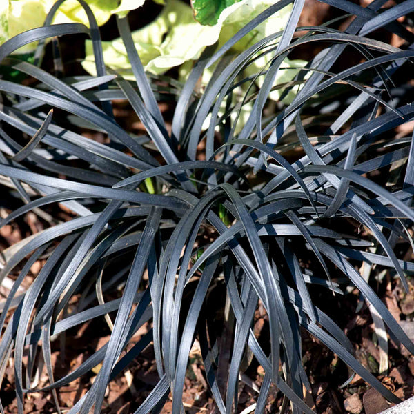 Ophiopogon Plant 'Planiscapus Nigrescens'