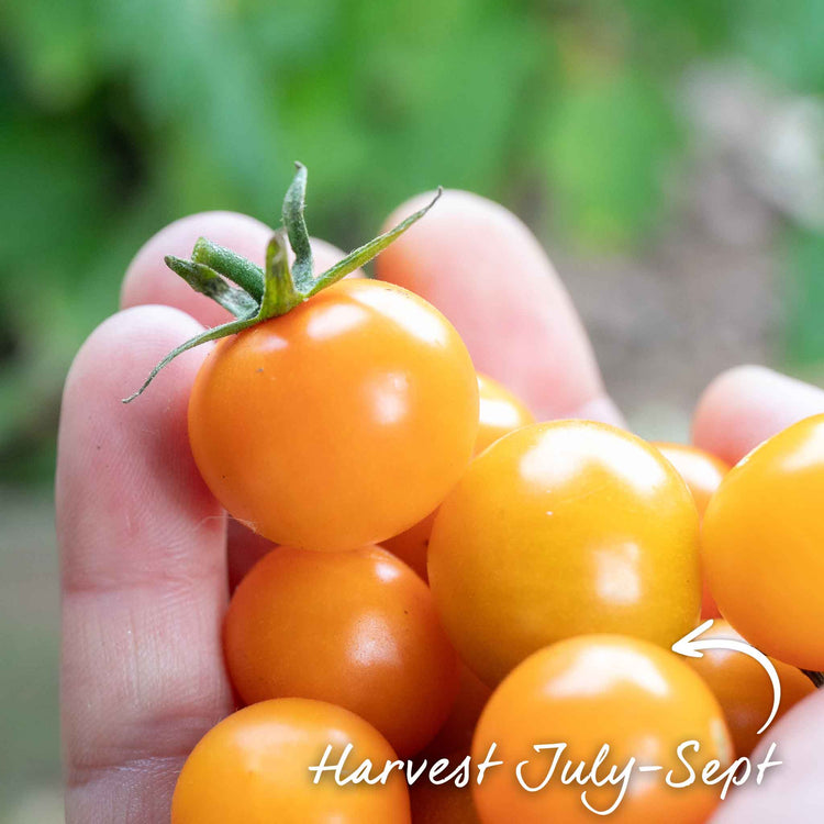 Bush Tomato Plant 'Orangeto'