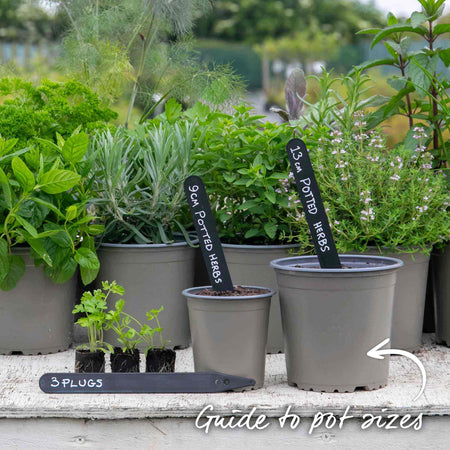 Parsley Plant 'Moss Curled'