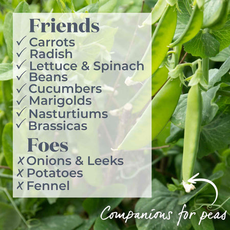 Pea Seeds 'Kelvedon Wonder'