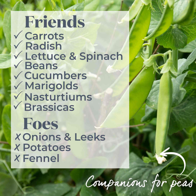 Pea Seeds 'Kelvedon Wonder'