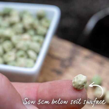 Pea Seeds 'Kelvedon Wonder'