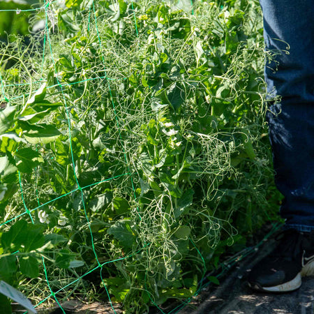 Pea Plant 'Douce Provence'