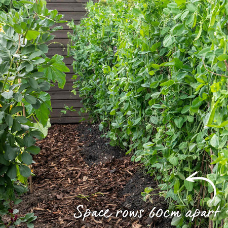 Pea Seeds 'Kelvedon Wonder'