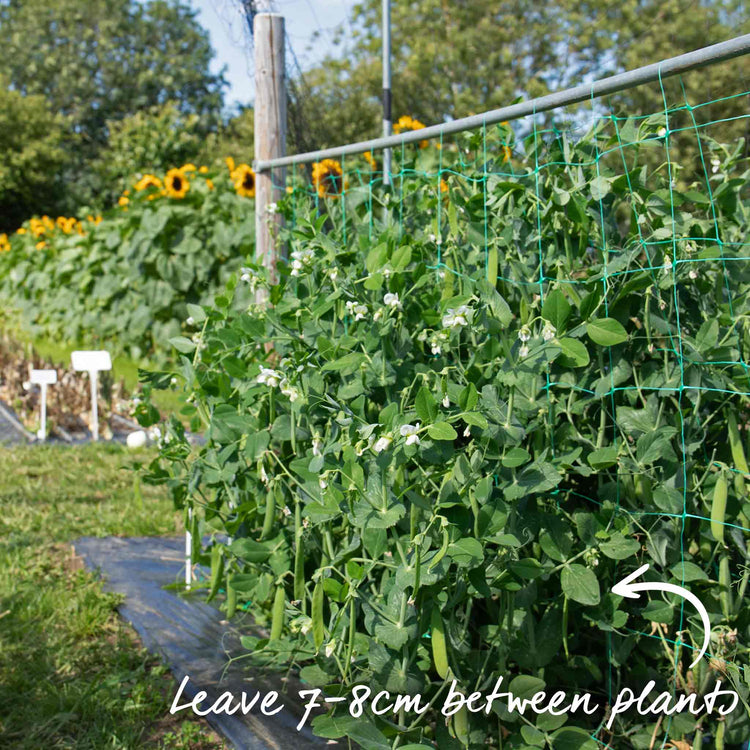 Pea Seeds 'Kelvedon Wonder'
