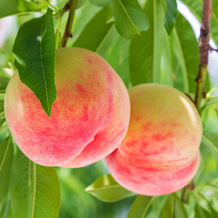 Peach 'Suncrest'