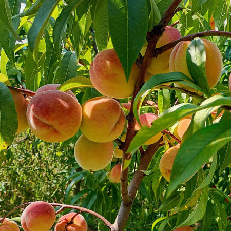 Peach 'Suncrest'