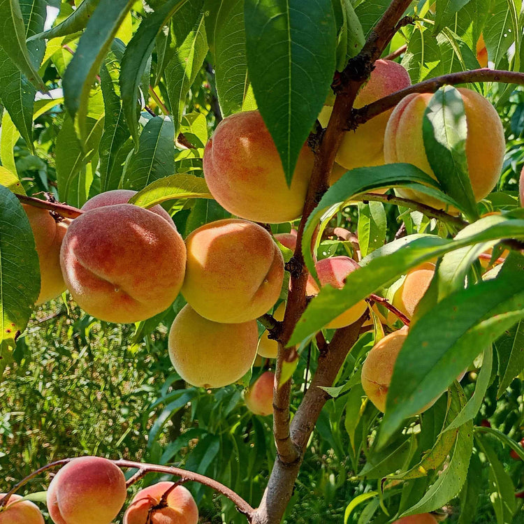 Peach 'Suncrest'