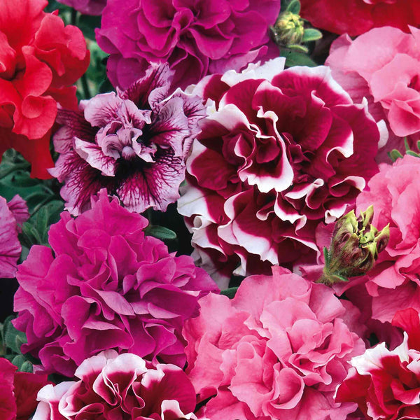 Petunia Seeds 'Duo Mix'