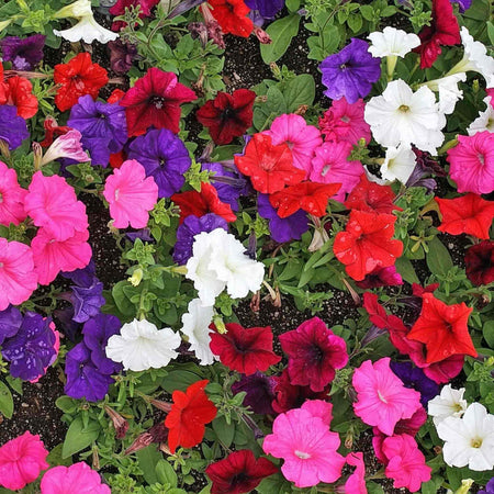 Petunia 'Frenzy Mirage Mixed'