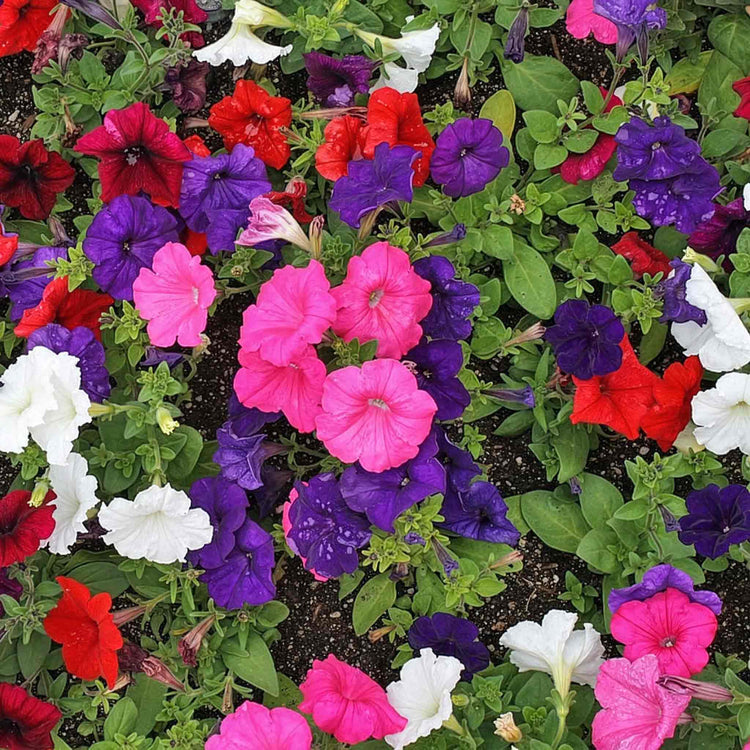 Petunia 'Frenzy Mirage Mixed'