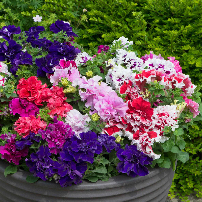 petunia potting mix Petunia Plant 'Double Pirouette Mix'