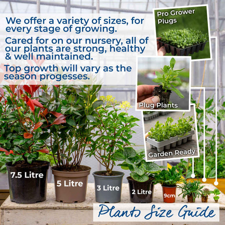 Marshalls 'Cottage Garden Selection'