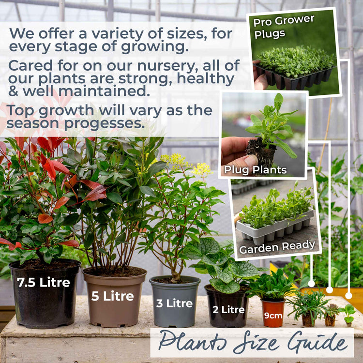 hydrangea paniculata collection x 3 plants in 9cm pots Hydrangea Plant 'Polestar'