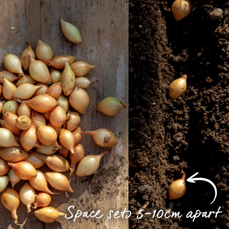 autumn planting onion seeds Onion Sets 'Autumn Champion'