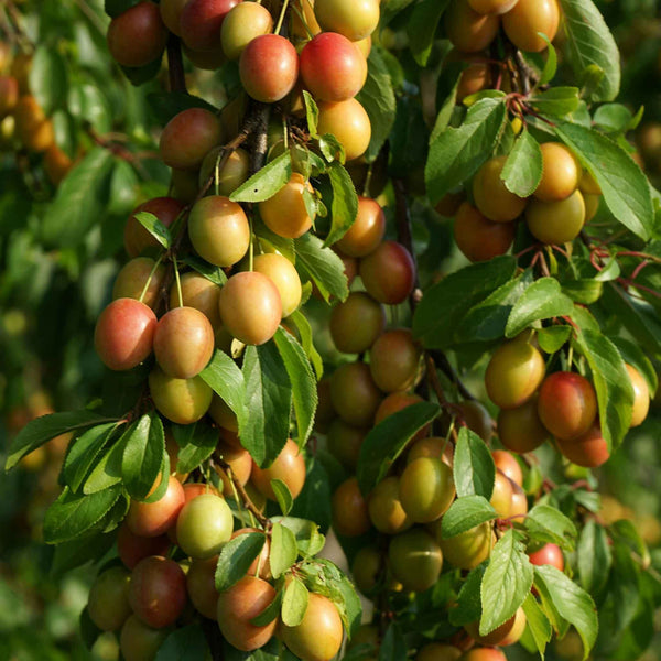 Plum 'Mirabelle de Nancy'