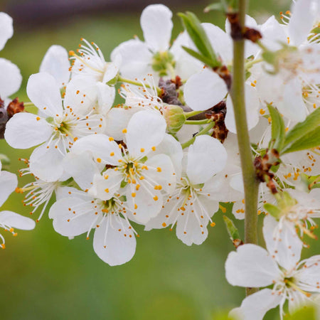 Plum 'Mirabelle de Nancy'