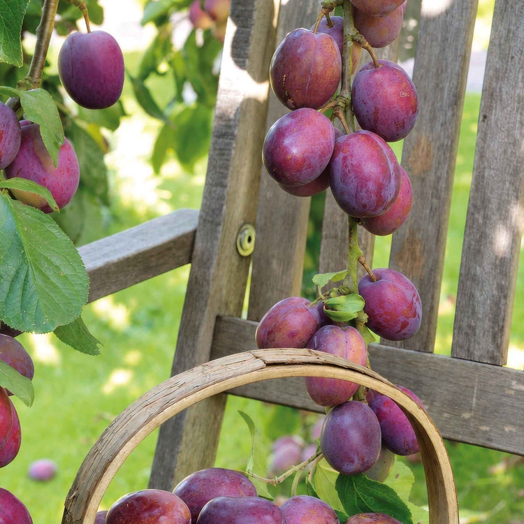 Plum 'Victoria'