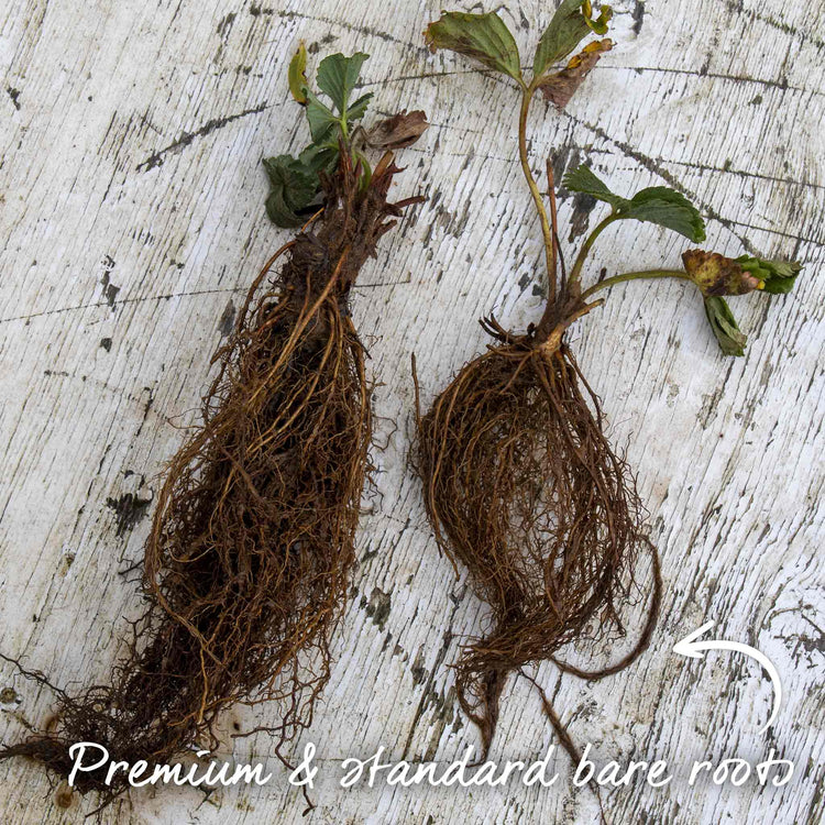 Strawberry Plant 'Vibrant'