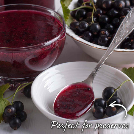 Blackcurrant Plant 'Ben Sarek'