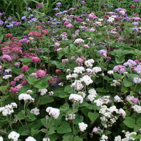 Ageratum Seeds 'Timeless Mix'