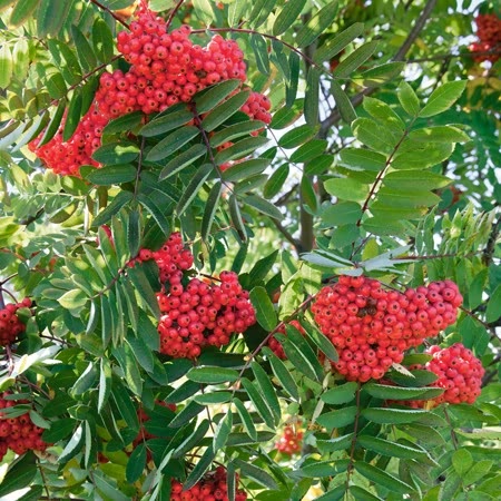 Mountain Ash Sorbus Tree 'Apricot Queen'